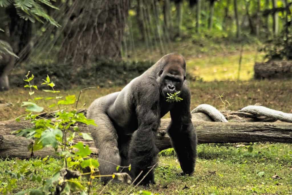 Gorilla in its natural habitat