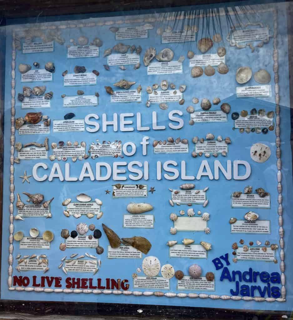 Caladesi Island shelling is world class. you can find anything from sand dollars to sea urchins and lightning whelks just to name a few. The best way to visit is by taking a day trip to Caladesi Island. If you don't want to go shelling you can relax on the beach, swim in the emerald waters of the gulf or even hike on nature trails through the park.