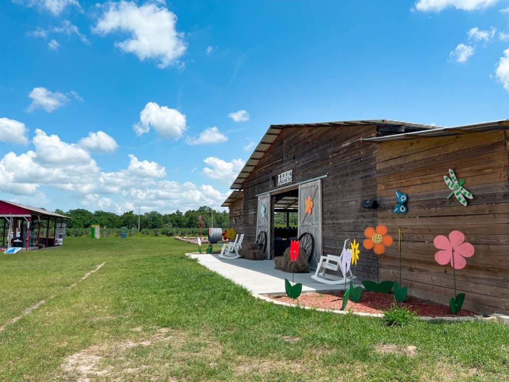 The barn at blueberry blessings farm is right next to the blueberry fields and decorated in adorable wooden flowers and butterflies. There are cute white rockers out front to sit on and this is where you pick up your buckets and pay when you are finished.