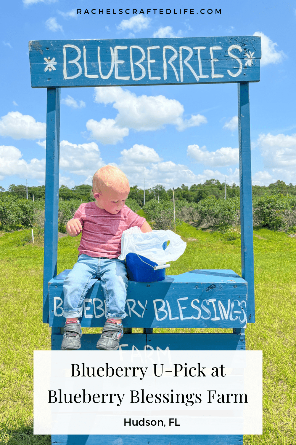 Read more about the article Blueberry U-Pick at Blueberry Blessings Farm in Hudson, FL