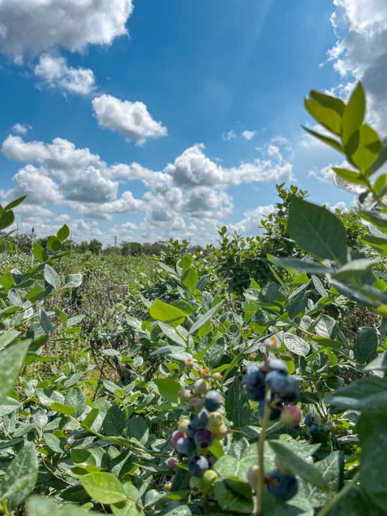 A cluster of blueberries at varying degrees of ripeness at the u-pick blueberry farm Blueberry Blessings.