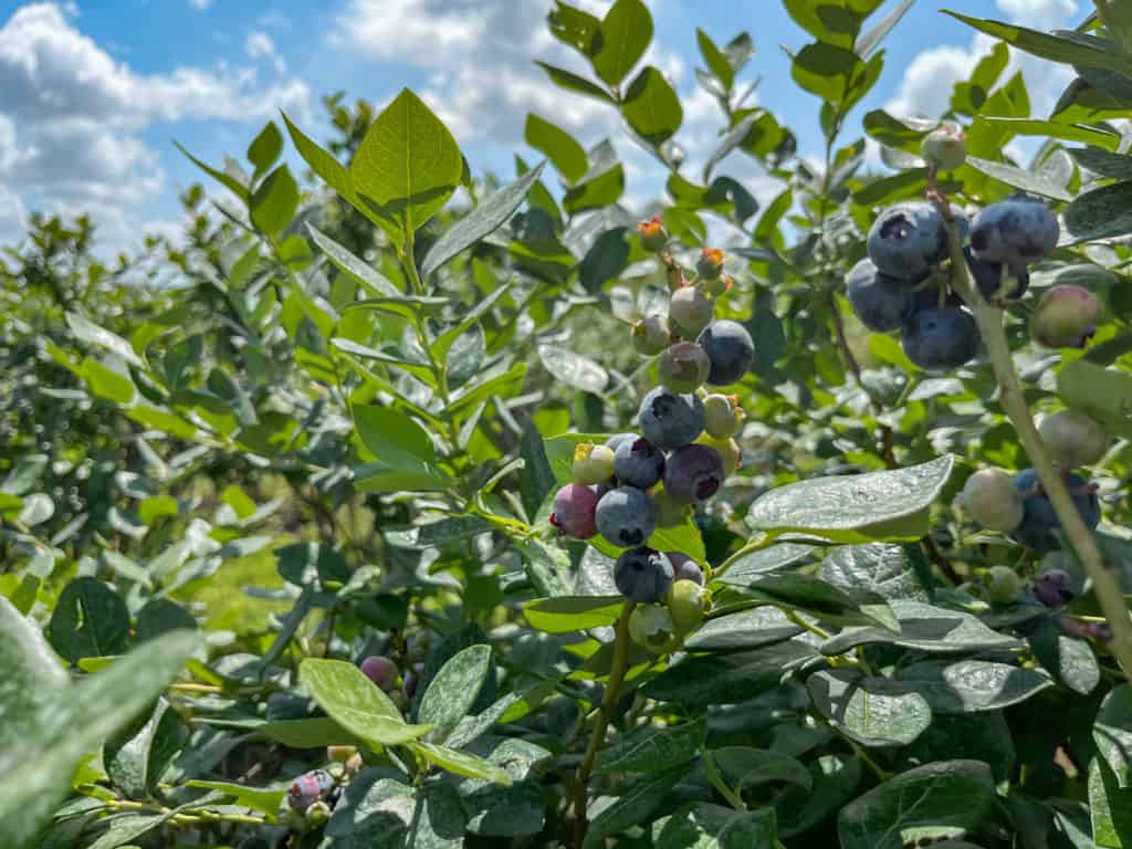Blueberry on the bush at varying degrees of ripeness. There is plenty of blueberry picking in Tampa for everyone to enjoy.