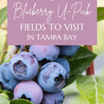 Go Blueberry Picking in Tampa at These 13 U-Pick Fields