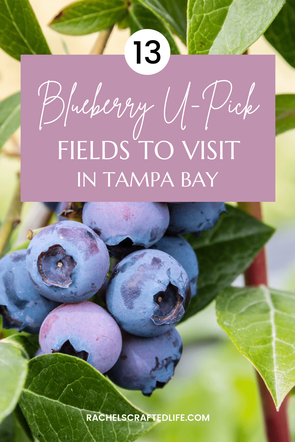 You are currently viewing Go Blueberry Picking in Tampa at These 13 U-Pick Fields