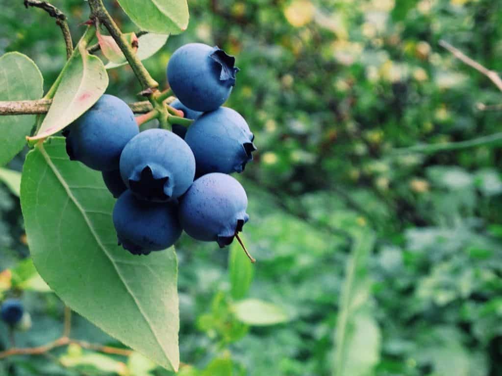 ripe blueberries on a blueberry bush.