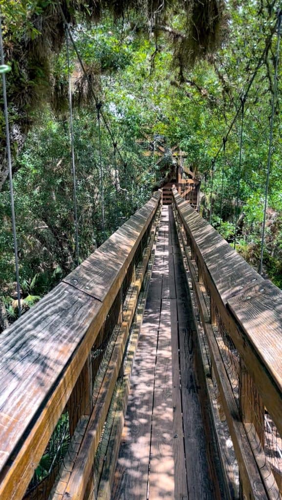 The walk across Myakka River State Park canopy walk is short but fun. The wood structure is only 100 ft long.