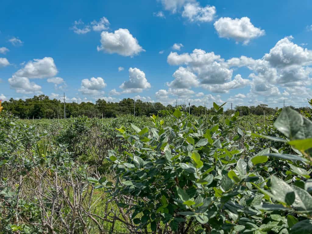the lush green blueberry fields in Tampa become ripe with fruit every April and May.