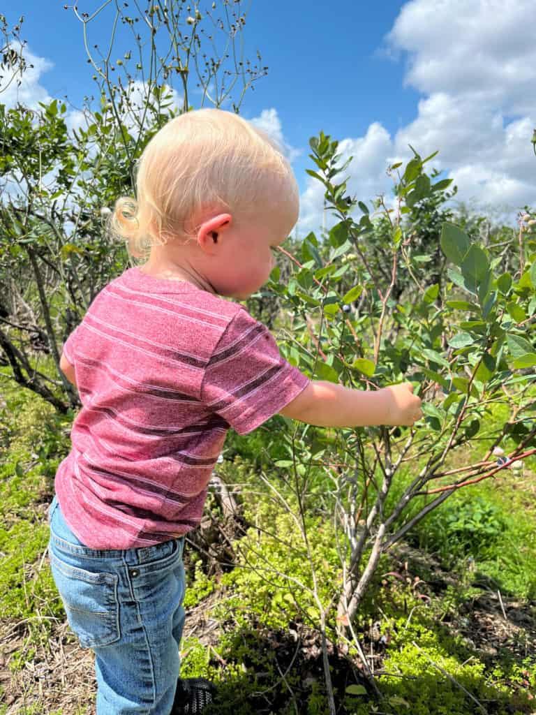 Young toddler picking blueberries in Tampa an a warm sunny spring day