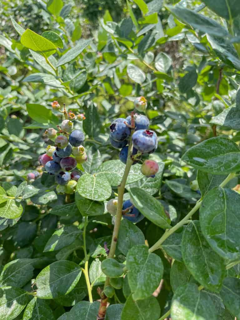 A cluster of blueberries at varying degrees of ripeness at the u-pick blueberry farm Blueberry Blessings.