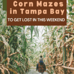 5+ Corn Mazes in Tampa Bay to Get Lost in this Weekend