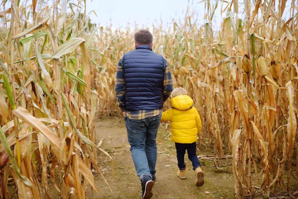 father and child playing in a corn field in Tampa.