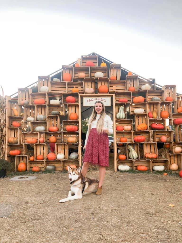 gallagers pumpkin patch in St. Pete is one of the cutest pumpkin patches in Tampa Bay. This pumpkin wall is my favorite photo op of all for fall. Plus it is a pet friendly pumpkin patch.