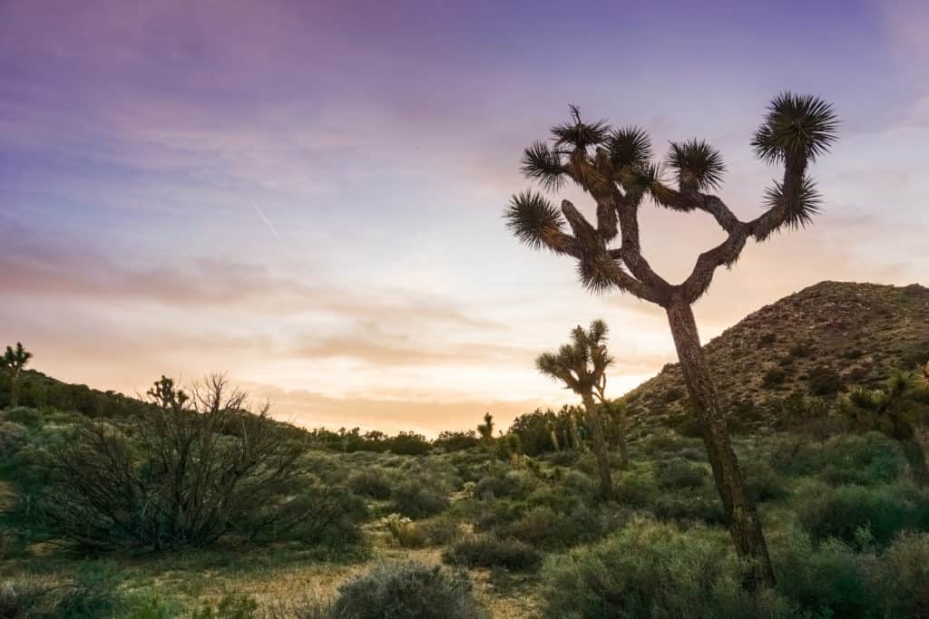Joshua Tree National Park at sunset, there are no crowds and comfortable temperature when you visit in the winter.