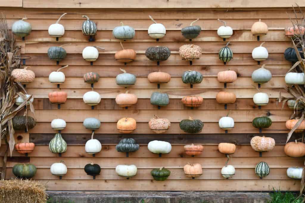 A decorative pumpkin wall.