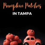 The 18+ Best Pumpkin Patches in Tampa