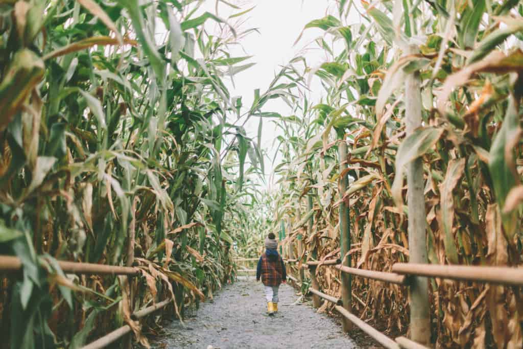 Child in a corn maze dressed for fall. Corn mazes for kids in Tampa are a fun fall activity.