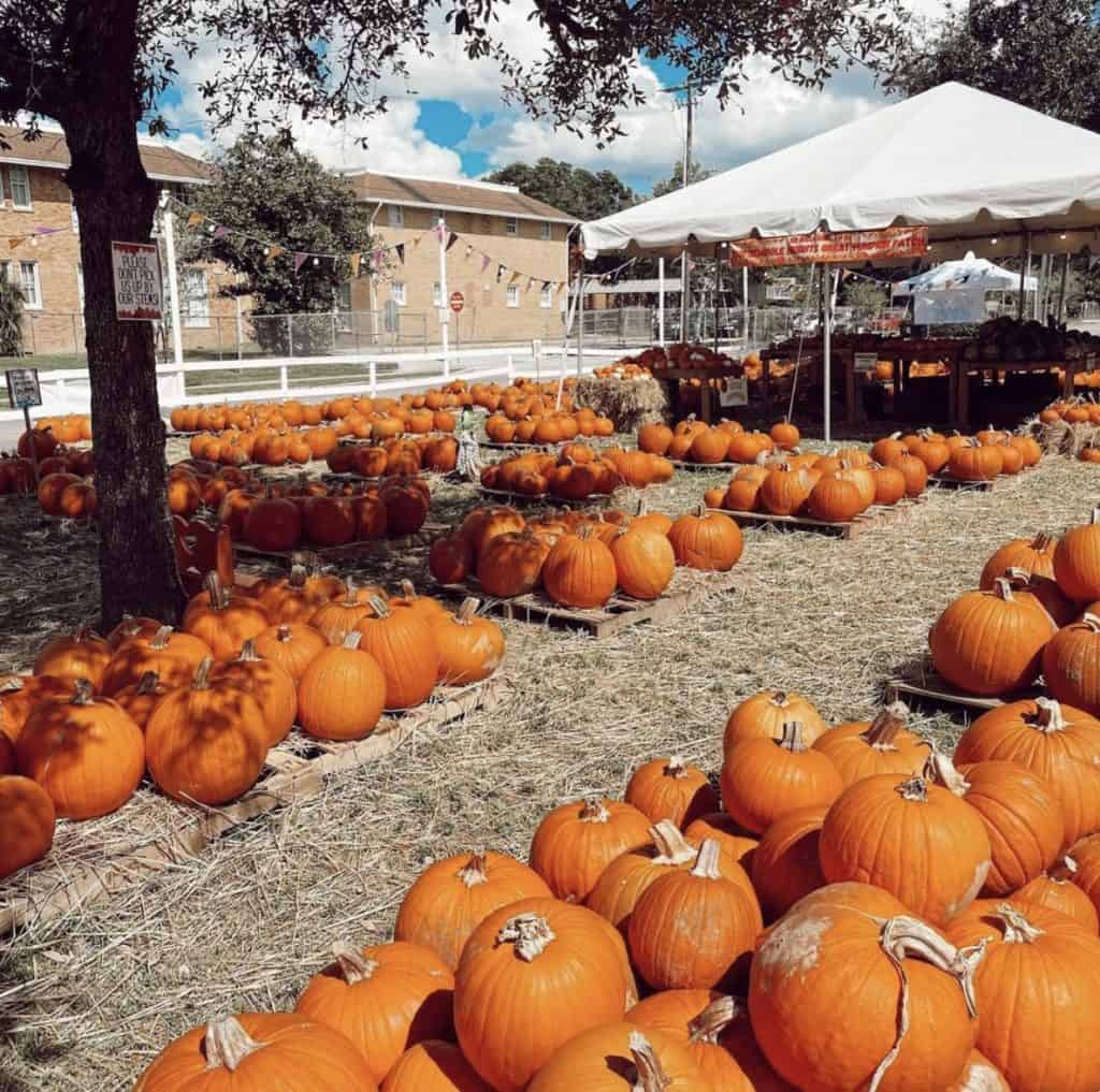 Hundreds of pumpkins on pallets at a large pumpkin patch in Tampa.