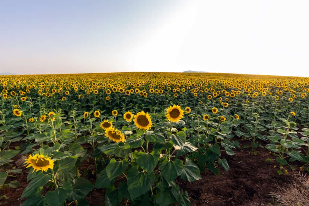 There are several sunflower fields in South Florida similar to this one.