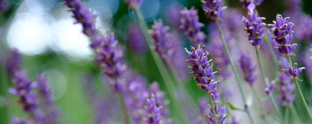Beautiful purple lavender flowers grown in the lavender fields in Florida.