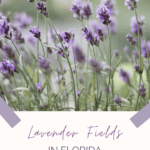 Lavender Fields in Florida You Can Visit
