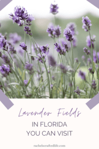 Read more about the article Lavender Fields in Florida You Can Visit