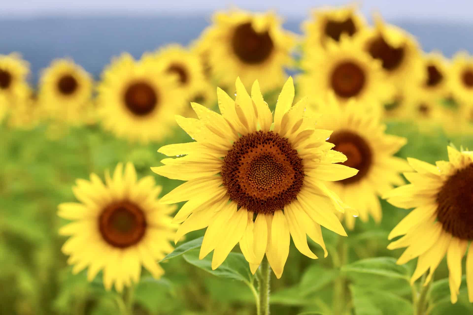 9 Best Sunflower Fields In Central Florida - Rachel's Crafted Life