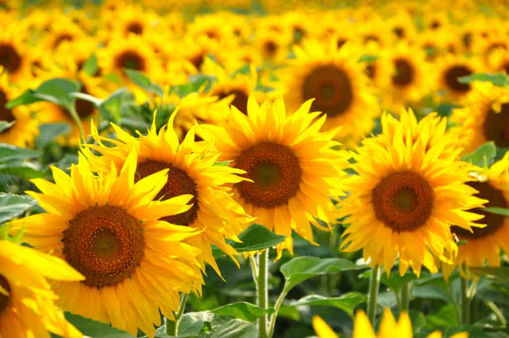 Sunflower field in Kansas