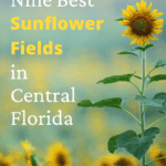 9 Best Sunflower Fields in Central Florida