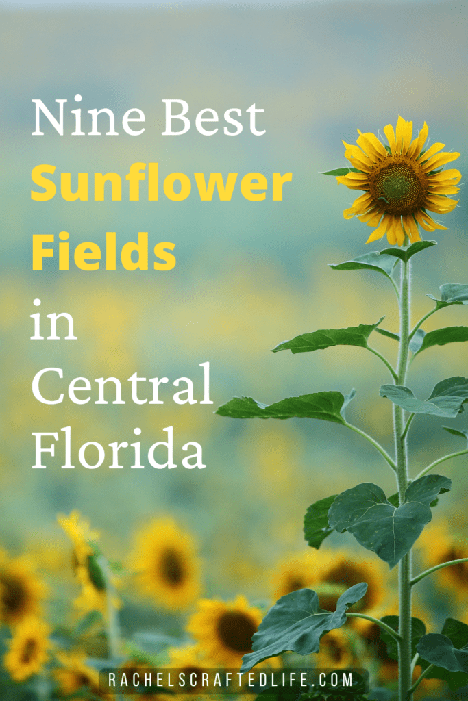 9 Best Sunflower Fields in Central Florida Rachel's Crafted Life