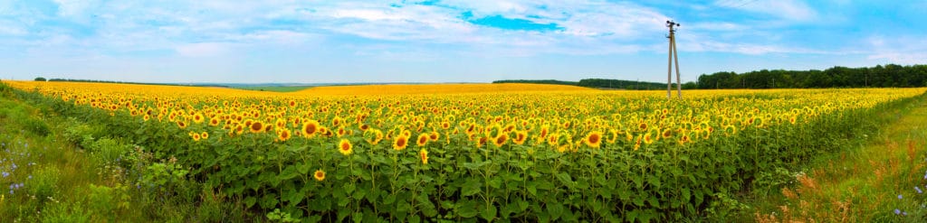 Sunflower field that appears to go on for miles. There are so many sunflower farms in Kansas worth visiting and taking pictures at.