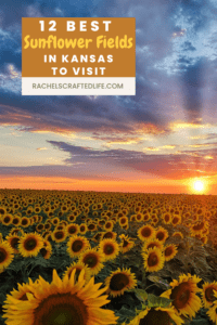 Read more about the article 12 Best Sunflower Fields in Kansas to Visit