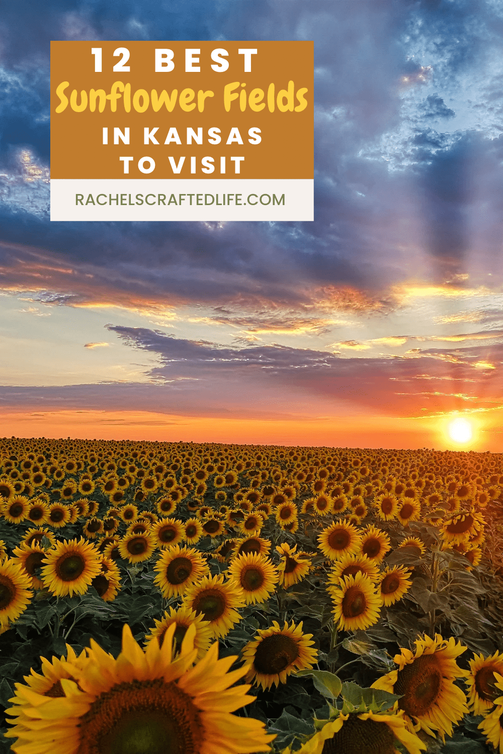 12 Best Sunflower Fields in Kansas to Visit Rachel's Crafted Life