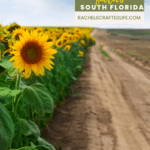 5 Beautiful Sunflower Fields in South Florida