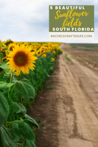 Read more about the article 5 Beautiful Sunflower Fields in South Florida