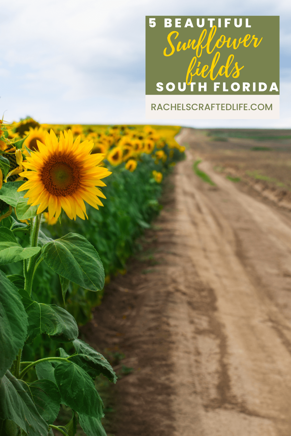 You are currently viewing 5 Beautiful Sunflower Fields in South Florida