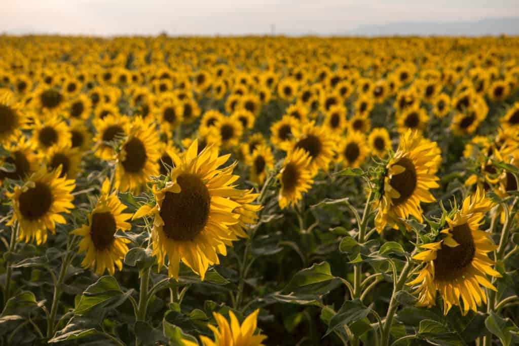 A large sunflower field