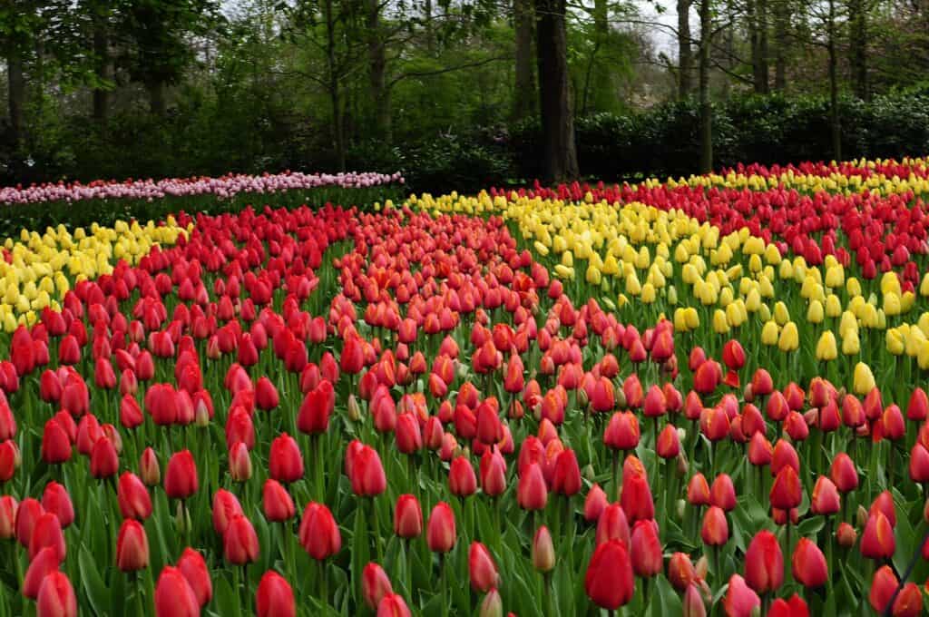 A colorful tulip field in Amsterdam during the spring.