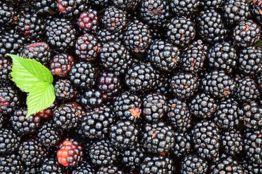 A pile of blackberries.