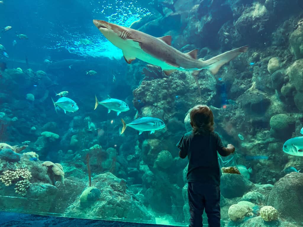 The Florida Aquarium is a great place to visit with toddlers in Tampa. Kids can see new animals and also play and have fun in the splash pad.