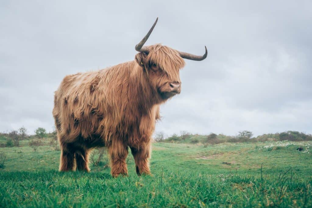 One of the best animal farms in Tampa to visit is Cow Creek Farm where they raise highland cows.