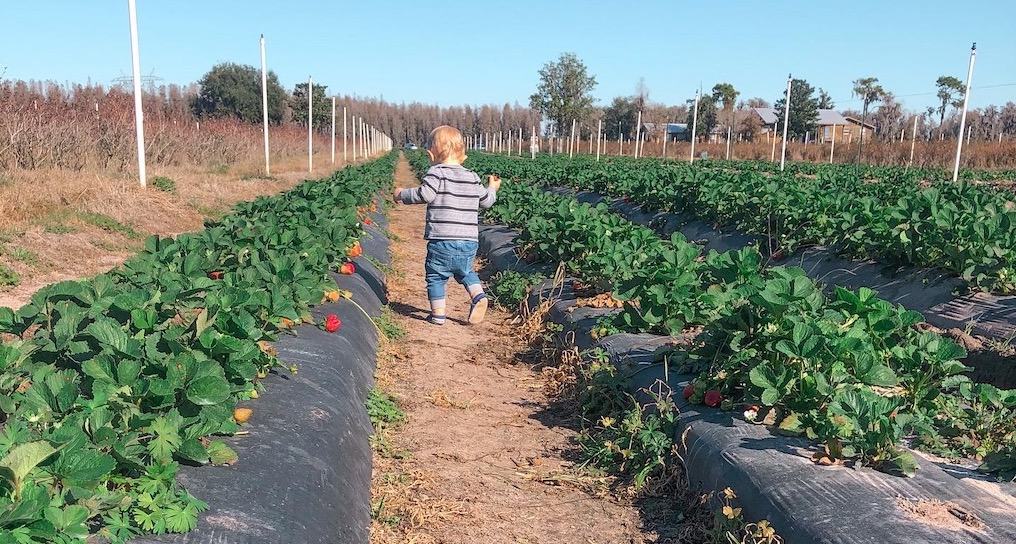 Pick your own fresh strawberries in Plant City at one of the many u-pick farms. 