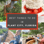 8 Best Things to Do in Plant City, FL