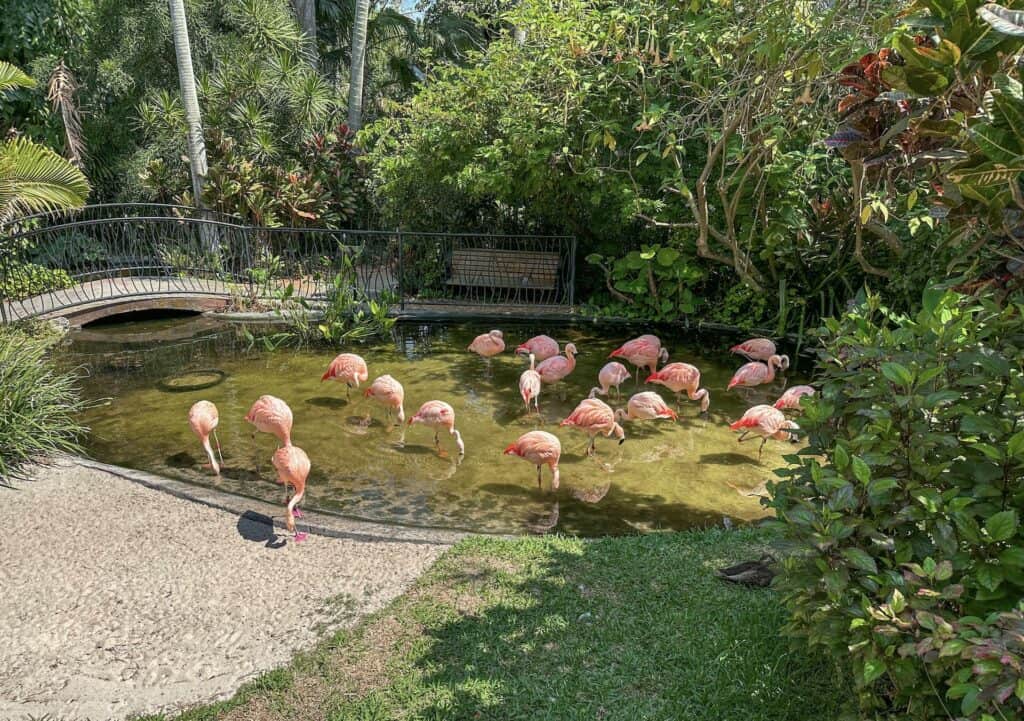 In this guide to sunken gardens near Tampa we cover all the animals in the gardens like the flamingos you see here.