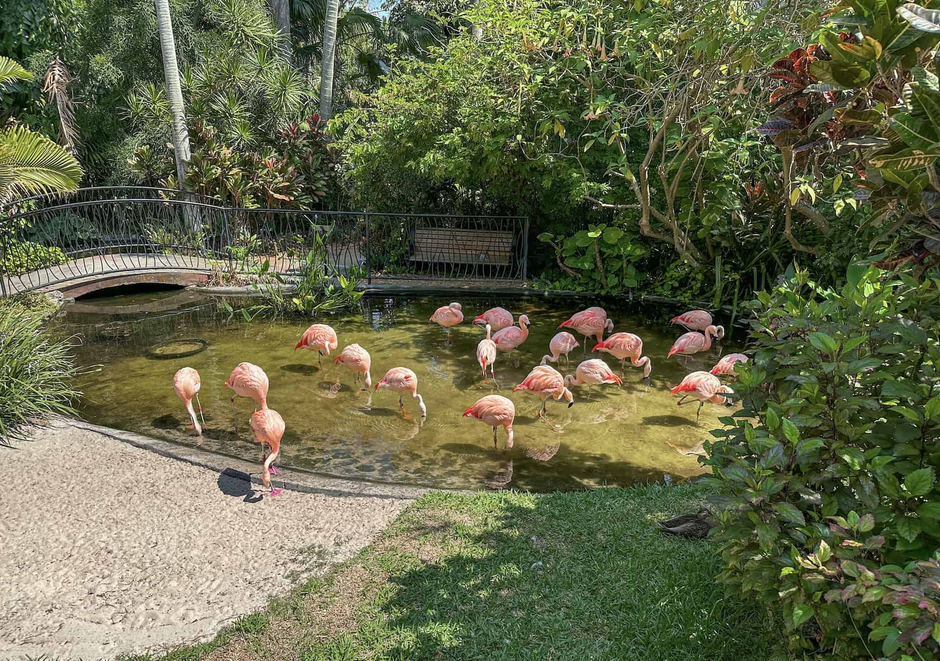 Guide To St Petersburg Florida s Sunken Gardens Rachel s Crafted Life Guide To St Petersburg Florida s Sunken Gardens Rachel s Crafted Life