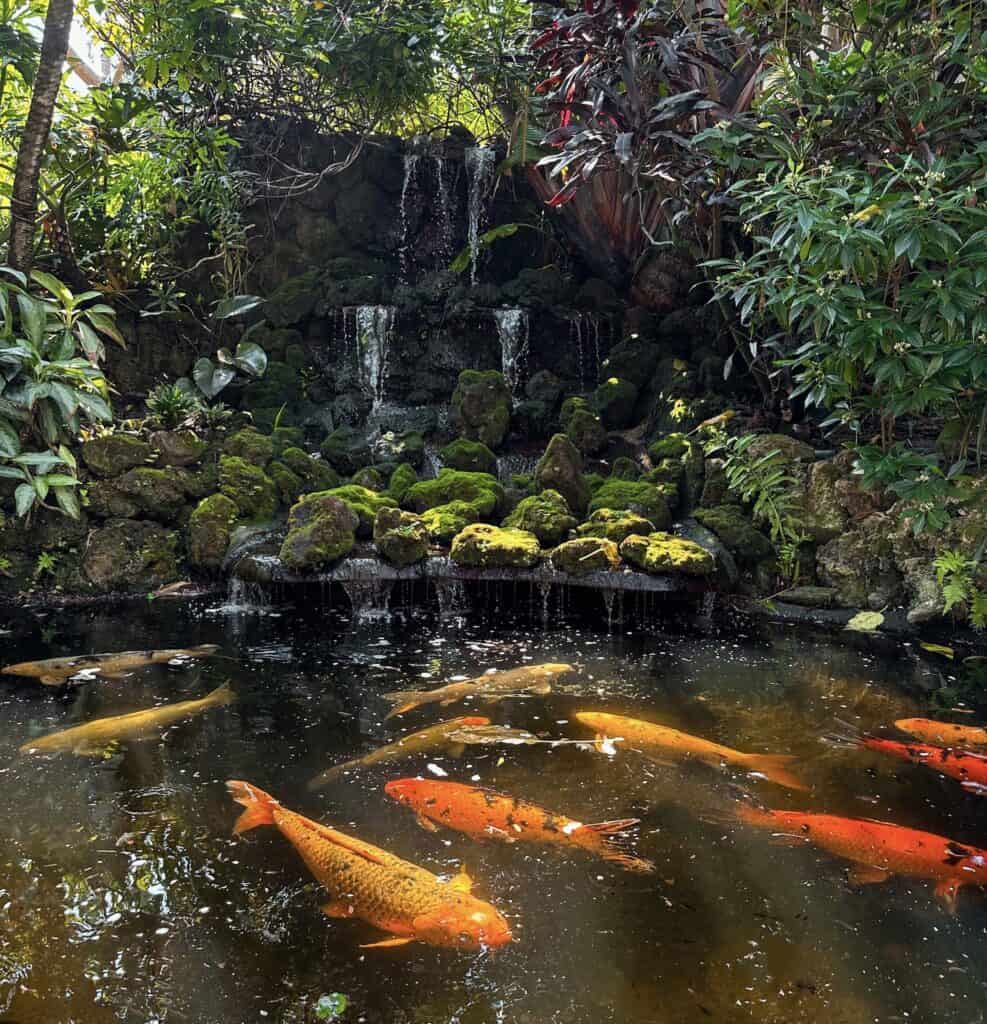 You can feed the Koi fish in the Sunken Gardens