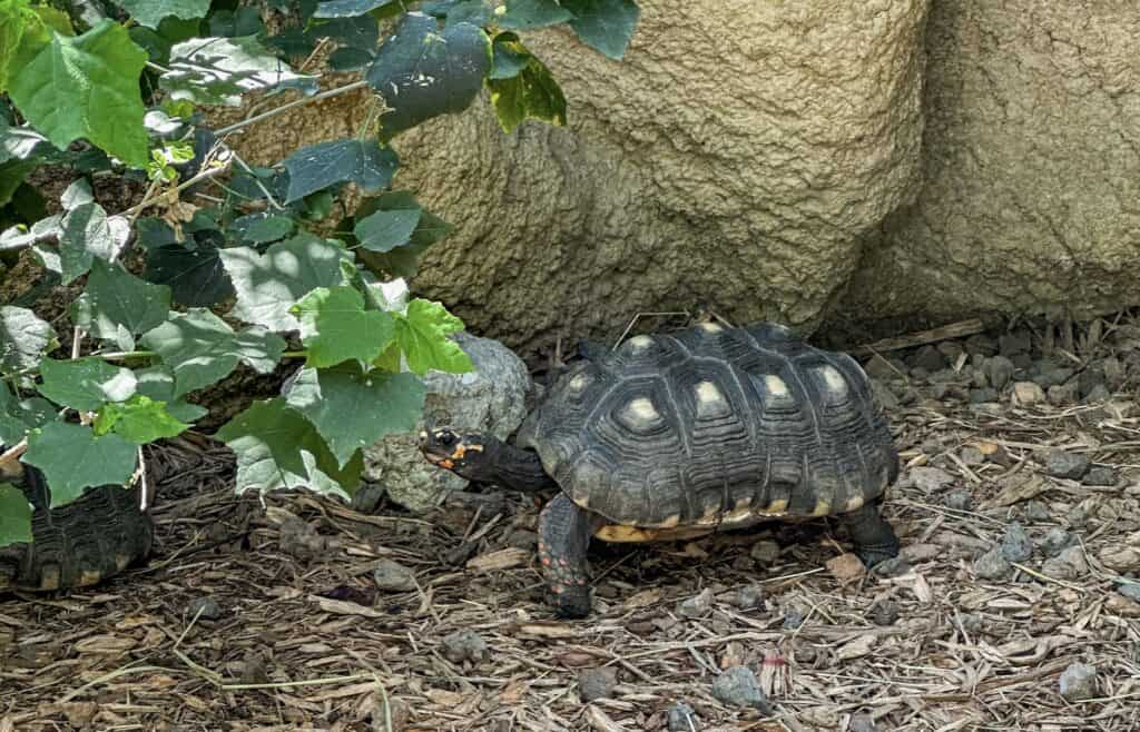 One a several tortoises inside the Sunken Gardens
