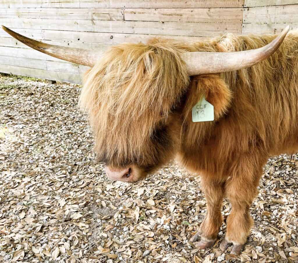 A young Scottish Highland Cow with horns and fluffy fur