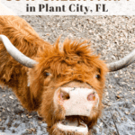 Fluffy Cows at Cow Creek Farm in Plant City