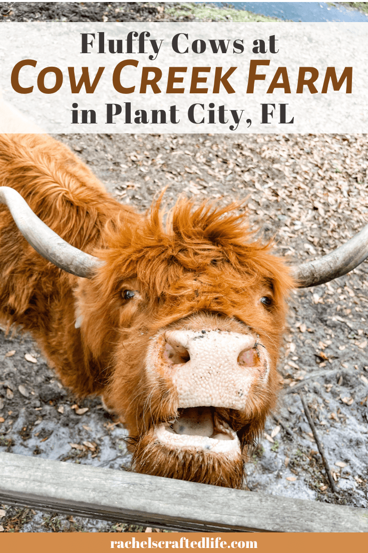You are currently viewing Fluffy Cows at Cow Creek Farm in Plant City