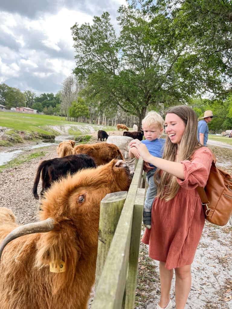 Mother and son feeding a fluffy cow at Cow Creek Farm in Plant City